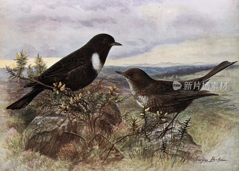 环ouzel, Turdus torquatus，画眉科Turdidae的一员，鸟类野生艺术